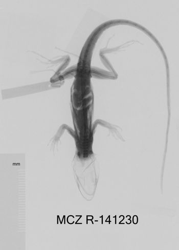Media type: image;   Herpetology R-141230 Aspect: dorsoventral x-ray
